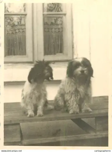 Dogs photo Romania foto M. Bilinski