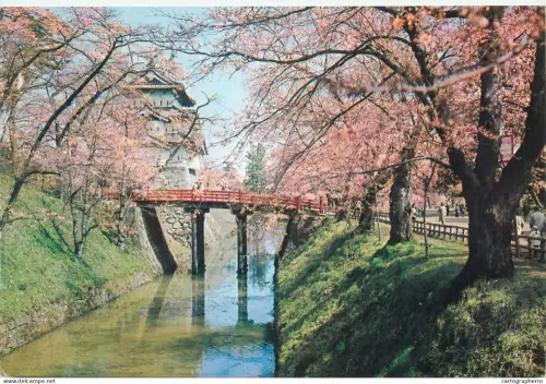 A5713 Japan Hirosaki Castle in spring cherry blossom