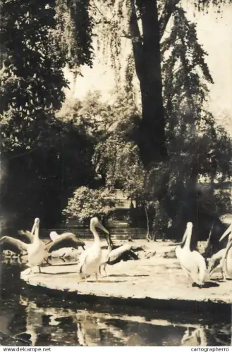A6189 Romania Bucuresti Bucharest Cismigiu park pelicans