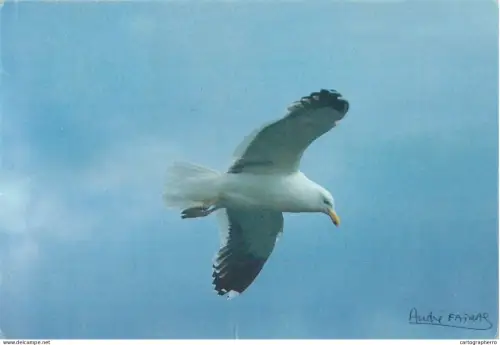 A5710 Seagull in flight bird types Larus Dominicanus