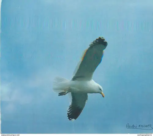 A5710 Seagull in flight bird types