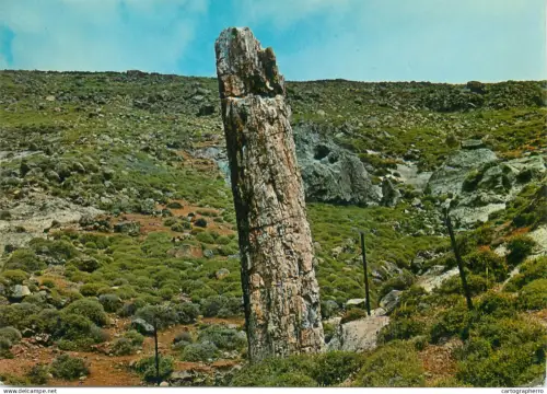 A5708 Greece Lesvos Sigri trunk of a petrified tree
