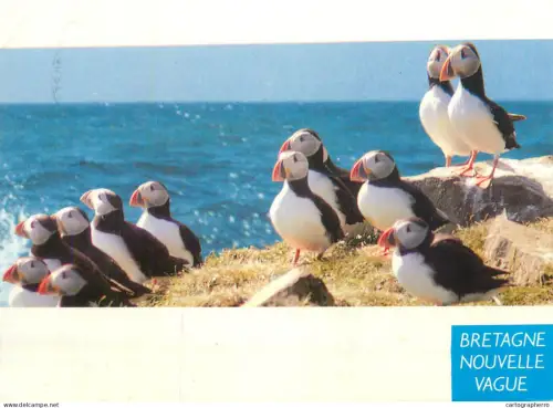 A5708 France Cote d'Armor Atlantic puffins birds