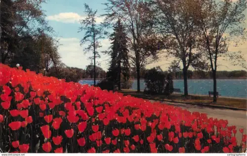 A6194 Ottawa tulips postcard