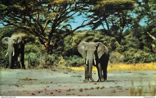 A6194 Tanganyika wild life elephants 1960