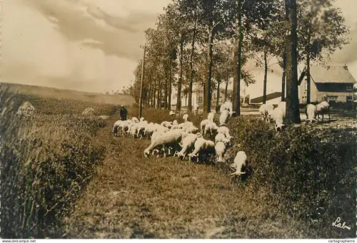 A6206 Rural landscape with sheep grazing