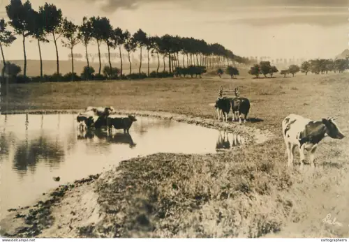 A6206 Rural landscape with dairy cattle grazing and resting near a pond