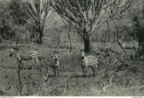 A6206 Ruanda-Urundi Zebras La Kagera National Park
