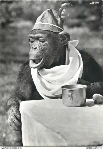 A6206 Chimp zoo Zurich