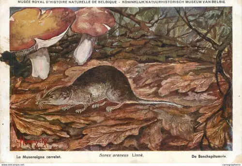 A6206 Educational print from the Royal Belgian Institute of Natural Sciences depicting a common shrew rodent