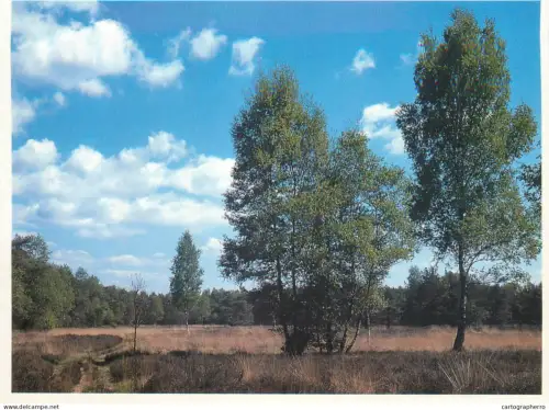 A5720 Belgium Heide Kalmthout Withofese Heide