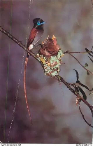 A5719 South Africa birds types Paradise Flycatcher bird feeding its babies