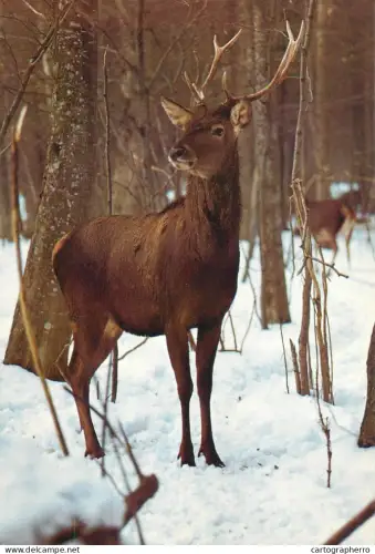 A5719 Animal types stag winter forest scenery