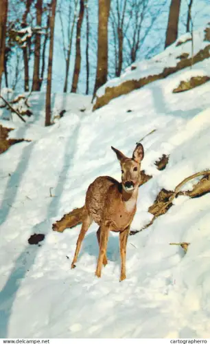 A5719 Animal types deer winter forest scenery