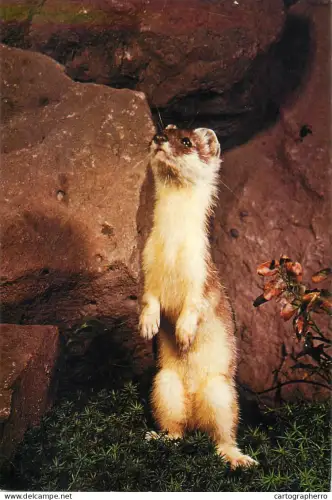 A5719 Animal rodent types Hermine image