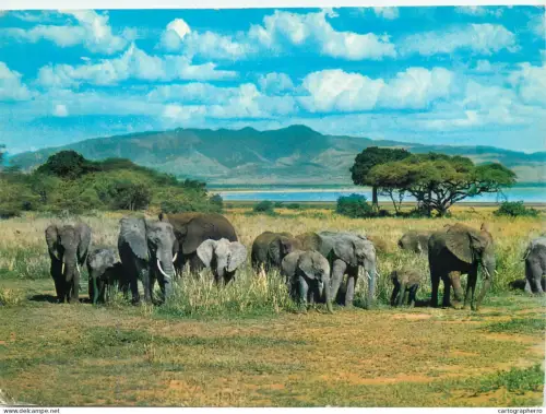 A5719 East African wildlife elephant herd