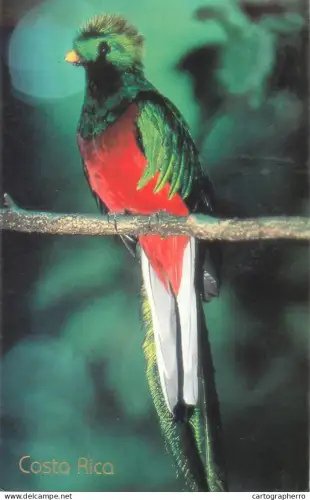 A5719 Animal types Pharomachrus mocinno Quetzal bird
