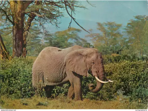 A5719 Animal types elephant