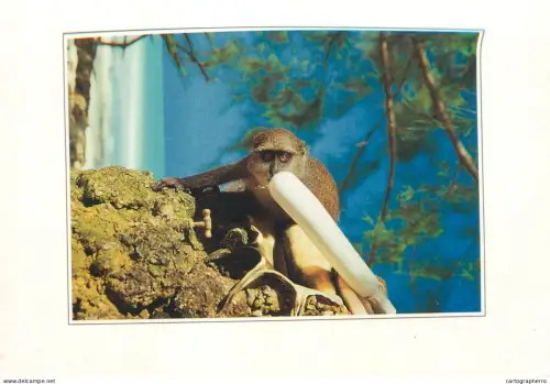 A5719 Zanzibar Africa wildlife Allen swamp monkey