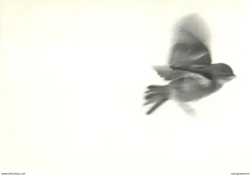 A5719 Bird in flight drawing artwork