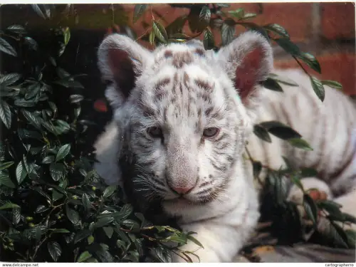 A5719 Panthera tigris white tiger cub