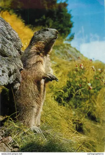 A5719 Fauna wildlife marmotta