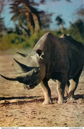 A5719 Africa fauna wildlife rhinoceros