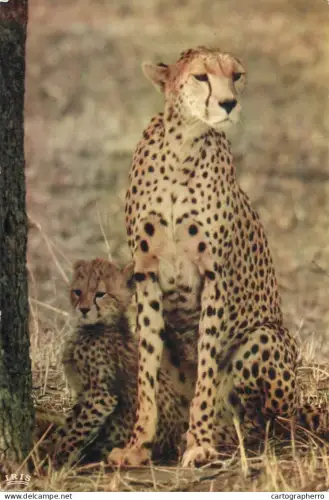 A5719 Africa fauna wildlife cheetahs