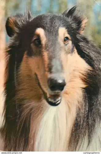 A5719 Collie dog breed photo