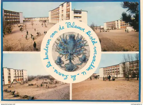 A5718 Belgium De Panne De Blauwe Distel multi view