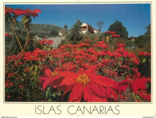 A5715 Spain Islas Canarias flora