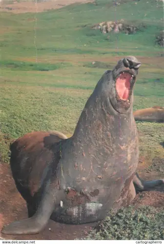 A5715 Male Seal photo