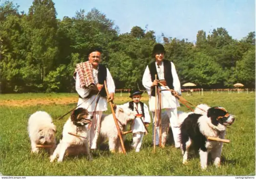 A6097 Romania ciobanesc romanesc mioritic si carpatin