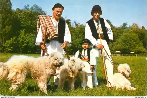 A6097 Romania ciobanesc romanesc mioritic