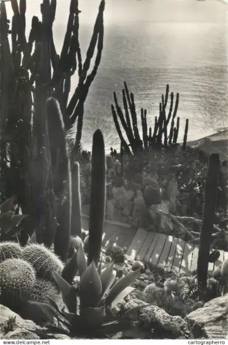 A5776 Monaco Jardin exotique Cereus et Echinocactus
