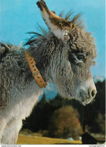 A6210 Donkey postcard