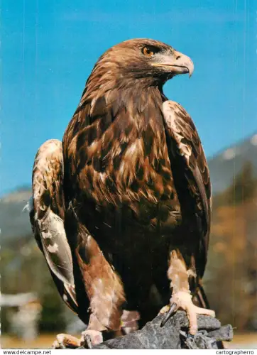 A6210 Golden Eagle postcard