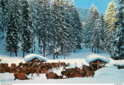 A6210 Large herd of deer gathered in a snowy forest clearing during winter Bergen