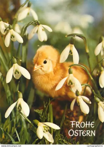 A6210 Chicken chick snowdrops Easter greetings postcard