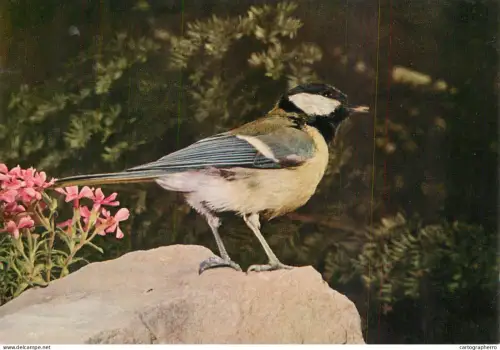 A6210 Great Titmouse