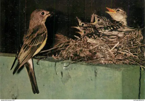 A6210 Spotted Flycatcher