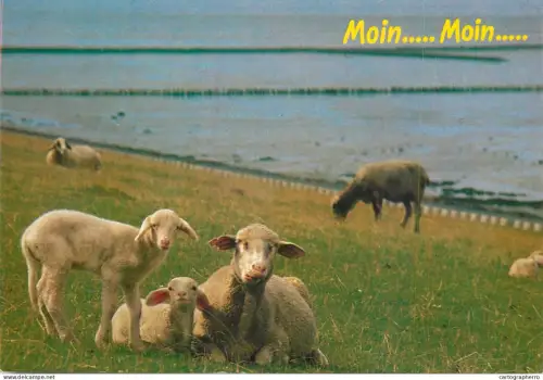 A6210 Sheep lambs postcard