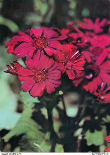 A6207 Florist's Cineraria (Pericallis × hybrida)