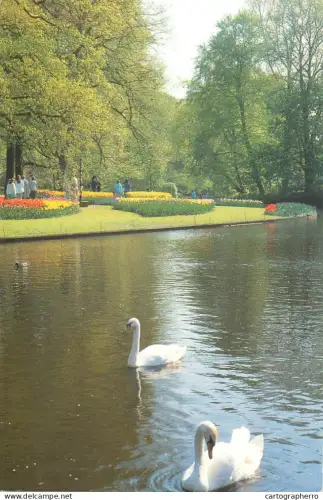 A5744 Netherlands Keukenhof Lisse swans on the lake