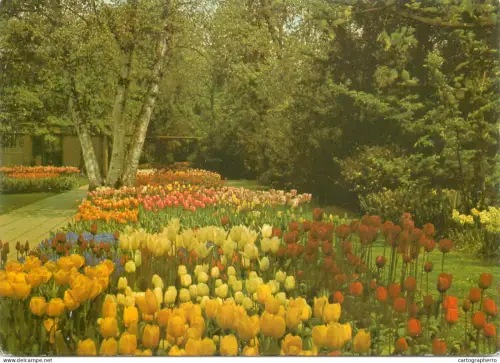 A5744 Netherlands Keukenhof Lisse tulips flower types