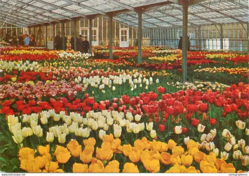 A5744 Netherlands Lisse Keukenhof tulips