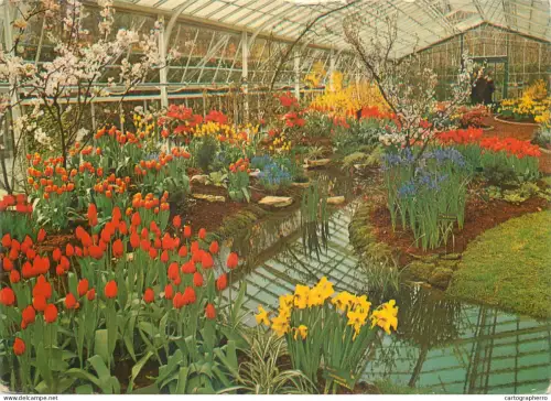 A5744 Netherlands Lisse Keukenhof tulips greenhouse