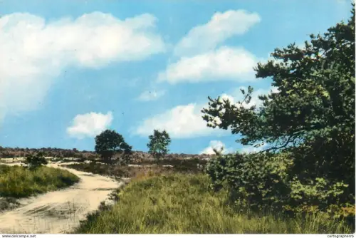 A5743 Belgium Kalmthoutse Heide Les Bruyeres