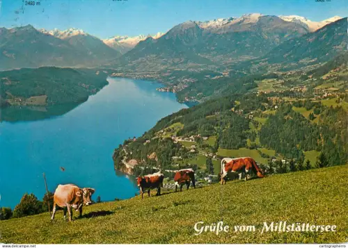 A5742 Austria Grusse vom Millstattersee picturesque scenery and cows