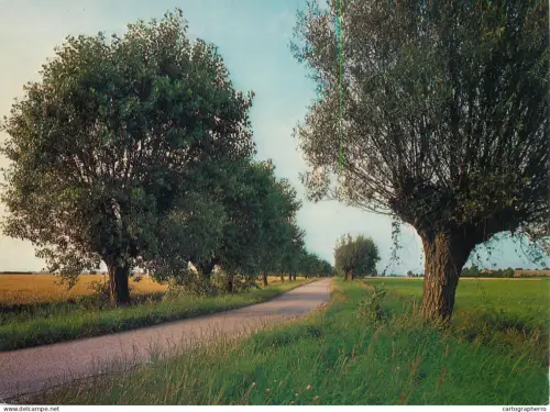 A5742 Netherlands Zeeuwsch Vlaanderen landschap met knotwlingen